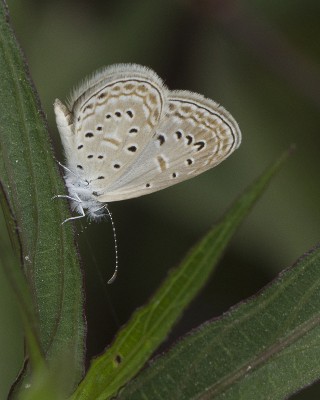 200311 Zizula hylax pygmaea _8911.jpg