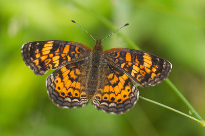 Phycoides tharos_Pearl Crescent _2895.jpg