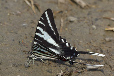 170819  Eurytides marcellus. Zebra Swallowtail. summer form. Bluemont__1294.jpg