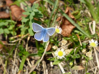 Common Blue