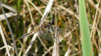 P1030147 dragonfly.jpg