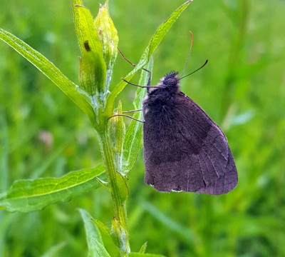 20200707_144133 Meadow brown closed.jpg