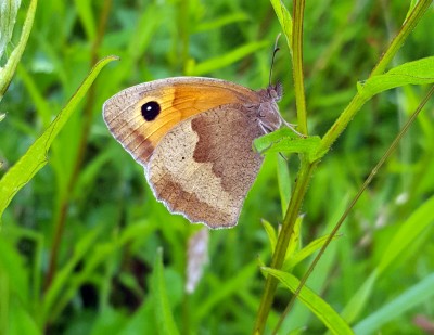 20200707_144009 Meadow brown.jpg