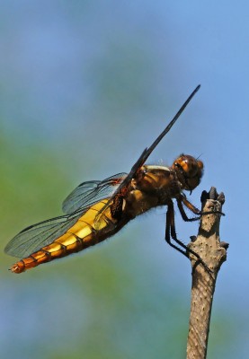 P1020792 Broad bodied chaser dragonfly.jpg