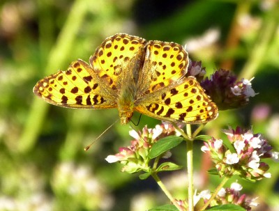 P1410747 yellow butterfly.jpg