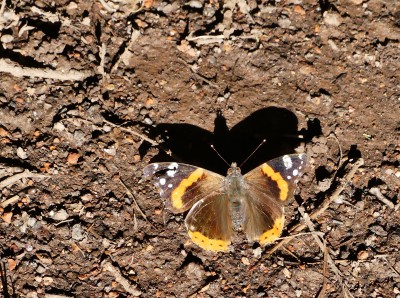 P1040637 Red Admiral.jpg