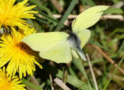 P1010515 Brimstone flight.jpg