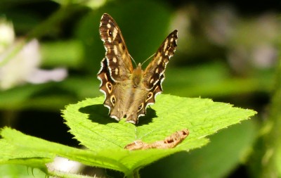 P1040079 speck wood+skin.jpg