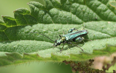 IMG_2750 Green beetle.jpg