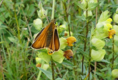 P1040620 Small Skipper.jpg