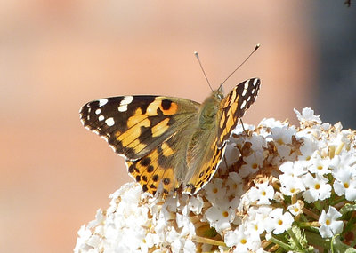 P1420205 Painted Lady.jpg