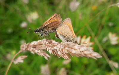 20200730_160604 small skipper pair.jpg