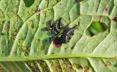 P1020556 Dock leaf beetle larvae.jpg