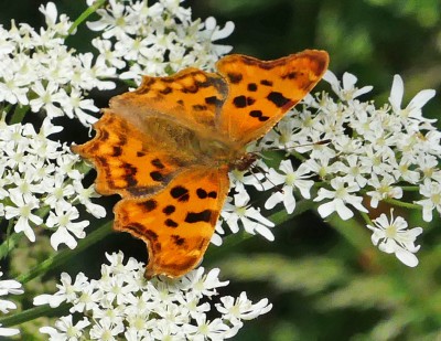 P1040419 comma crop.jpg