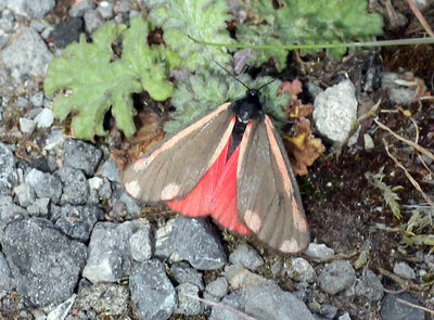 IMG_2512 Cinnabar moth.jpg