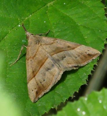 P1030490 Snout moth.jpg