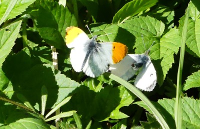 P1010504 Orange tip pair.jpg