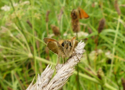 P1040924 Small Skipper.jpg