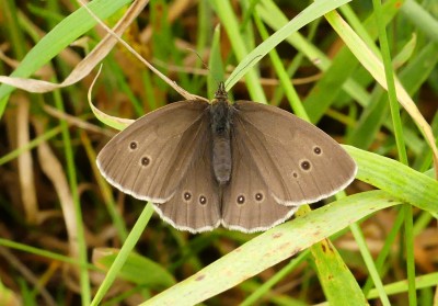 P1040900-ed Ringlet.jpg