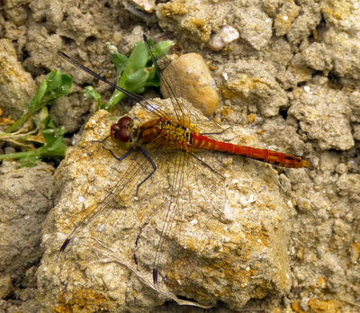 P1410346 crpo dragonfly.jpg