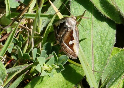 P1030166 small moth.jpg