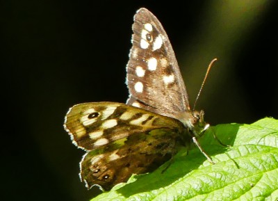 20200507 Speckled Wood1=ss.jpg