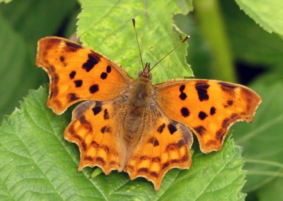 P1040265 fem  comma hutchinsonii.jpg