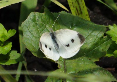 P1040430 small white.jpg