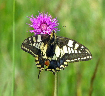 P1410060 Swallowtail.jpg