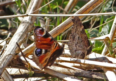 P1010367 Peacock pair Aglais io.jpg