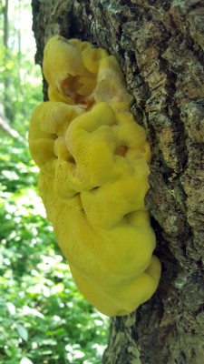 20200422_145950 yellow fungus2.jpg