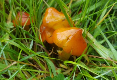 20200707_160015 Hygrocybe conica  blackening waxcap=s.jpg