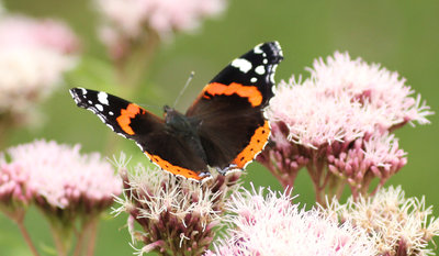 IMG_3587 Red Admiral.jpg