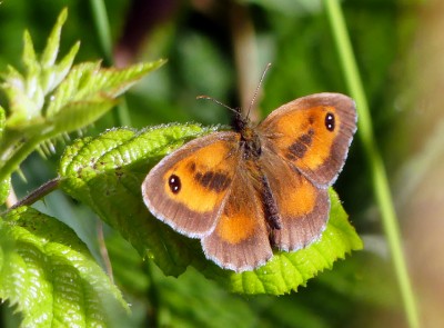 P1040827 Gatekeeper.jpg