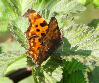 P1010350 comma with LEDs.jpg