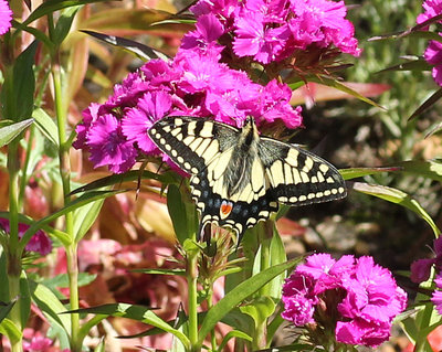 IMG_2765 Swallowtail1.jpg