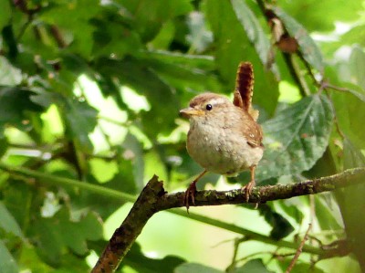 P1040961-ed Wren.jpg