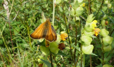 P1040621 Small Skipper.jpg