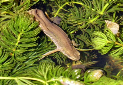 P1010330 Male Palmate newt.jpg