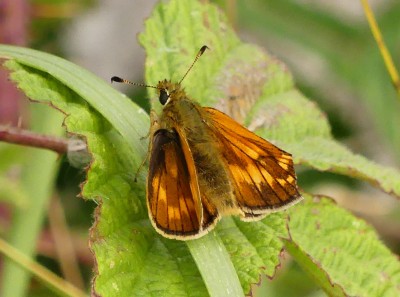 P1040105 large skipper damaged.jpg