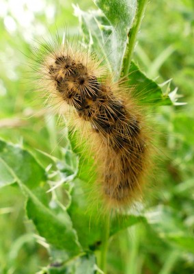 P1040953 ed Hairy Caterpillar.jpg