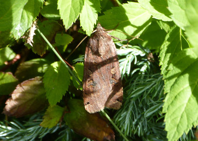 P1420210 Hedge moth.jpg