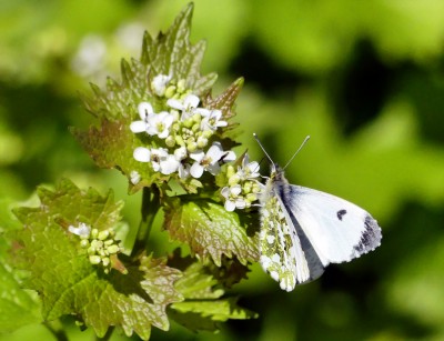 P1010499 fem orange tip=s.jpg