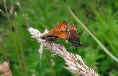 20200730_160409 small skipper pair.jpg