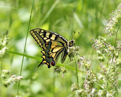 IMG_2828 Swallowtail on grass3a.jpg