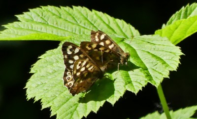 P1020614 Two speckled woods.jpg