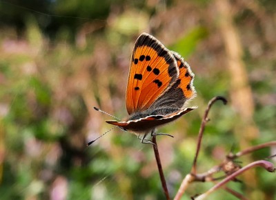 20201001_152831 Small Copper1.jpg