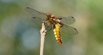 P1020784 Broad bodied chaser dragonfly.jpg