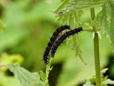 P1040255peacock caterpillars.JPG