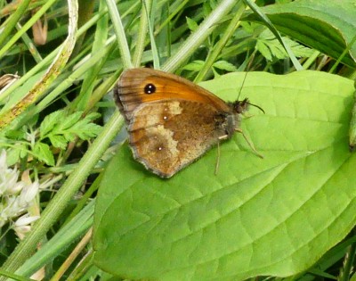 P1040576 gatekeeper.jpg